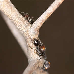 Formicidae (family) at Bungonia, NSW - 26 Nov 2024 04:09 PM