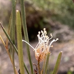 Grevillea endlicheriana (Spindly Grevillea) at Hovea, WA - 4 Nov 2024 by AnneG1