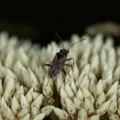 Lygaeidae (family) (Seed bug) at Bungonia, NSW - 26 Nov 2024 by AlisonMilton