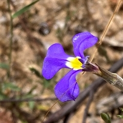 Lobelia sp. at Hovea, WA - 4 Nov 2024 by AnneG1