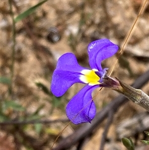 Lobelia heterophylla at Hovea, WA - 4 Nov 2024 11:10 AM