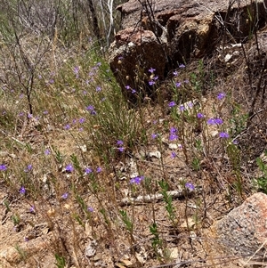 Lobelia heterophylla at Hovea, WA - 4 Nov 2024 11:10 AM