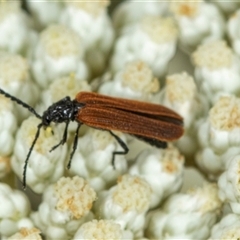 Porrostoma sp. (genus) (Lycid, Net-winged beetle) at Bungonia, NSW - 26 Nov 2024 by AlisonMilton