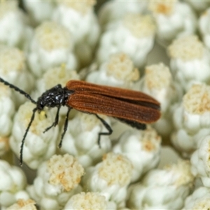 Porrostoma sp. (genus) (Lycid, Net-winged beetle) at Bungonia, NSW by AlisonMilton