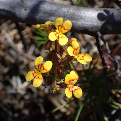 Stylidium sp. at Hovea, WA - 4 Nov 2024 by AnneG1