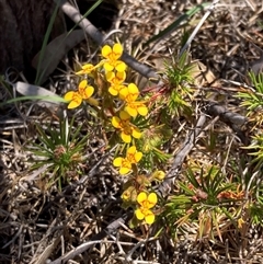 Stylidium dichotomum at Hovea, WA - 4 Nov 2024 11:16 AM