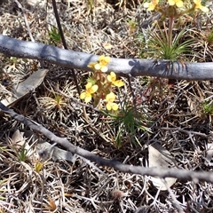 Stylidium dichotomum at Hovea, WA - 4 Nov 2024 11:16 AM