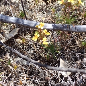 Stylidium dichotomum at Hovea, WA - 4 Nov 2024 11:16 AM