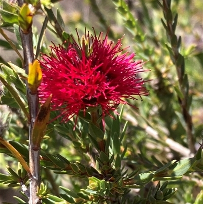 Beaufortia purpurea (Purple Beaufortia) at Hovea, WA - 4 Nov 2024 by AnneG1