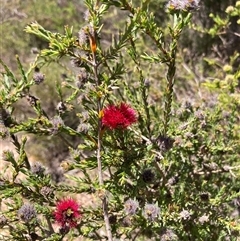 Beaufortia purpurea at Hovea, WA - 4 Nov 2024 11:20 AM