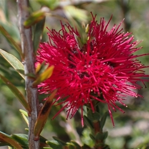Beaufortia purpurea at Hovea, WA - 4 Nov 2024 11:20 AM