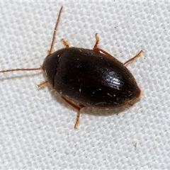 Nocar depressiusculus (Comb-clawed beetle) at Higgins, ACT - 28 Nov 2024 by AlisonMilton