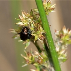 Altica sp. (genus) at Denman Prospect, ACT - 25 Nov 2024 01:54 PM