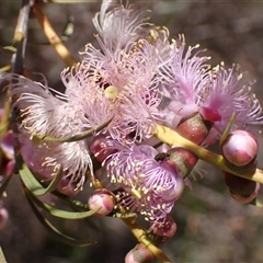 Melaleuca radula (Graceful Honeymyrtle) at Hovea, WA - 4 Nov 2024 by AnneG1