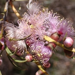 Unidentified Other Shrub at Hovea, WA - 4 Nov 2024 by AnneG1