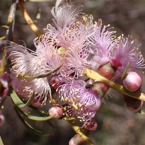 Melaleuca radula at Hovea, WA - 4 Nov 2024 11:24 AM