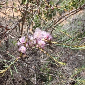 Melaleuca radula at Hovea, WA - 4 Nov 2024 11:24 AM