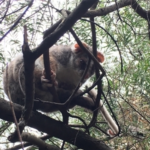 Pseudocheirus peregrinus at Cook, ACT - suppressed