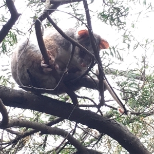 Pseudocheirus peregrinus at Cook, ACT - suppressed