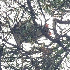 Pseudocheirus peregrinus at Cook, ACT - suppressed