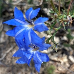 Dampiera alata at Hovea, WA - 4 Nov 2024 by AnneG1