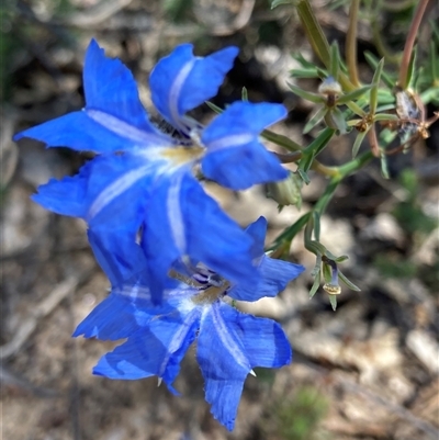 Lechenaultia biloba (Blue Lechenaultia) at Hovea, WA - 4 Nov 2024 by AnneG1