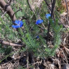 Lechenaultia biloba at Hovea, WA - 4 Nov 2024 11:35 AM