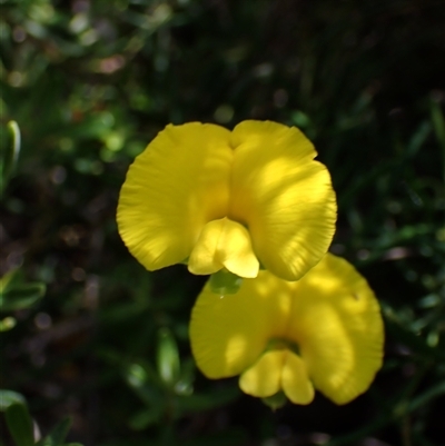 Gompholobium tomentosum at Hovea, WA - 4 Nov 2024 by AnneG1