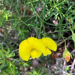 Gompholobium tomentosum at Hovea, WA - 4 Nov 2024 11:49 AM