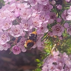 Scaptia (Scaptia) auriflua (A flower-feeding march fly) at Acton, ACT by RangerGregor