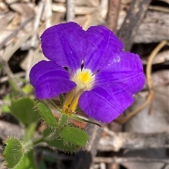 Scaevola sp. at Hovea, WA - 4 Nov 2024 by AnneG1