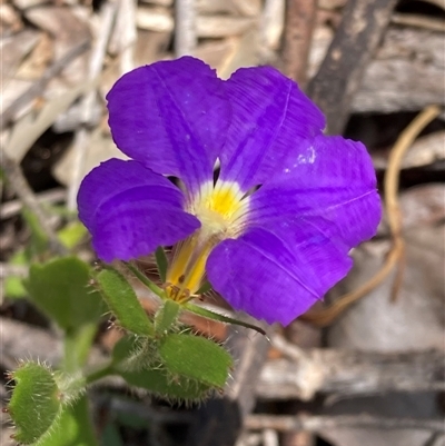 Scaevola calliptera (Royal Robe) at Hovea, WA - 4 Nov 2024 by AnneG1