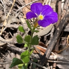 Scaevola calliptera at Hovea, WA - 4 Nov 2024 11:50 AM