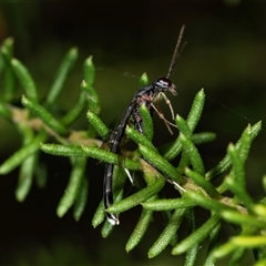 Unverified Crane fly, midge, mosquito or gnat (several families) at Bungonia, NSW - 26 Nov 2024 by AlisonMilton