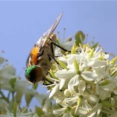 Scaptia (Scaptia) auriflua (A flower-feeding march fly) at Splitters Creek, NSW - 29 Nov 2024 by KylieWaldon