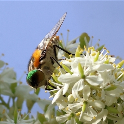 Scaptia (Scaptia) auriflua (A flower-feeding march fly) at Splitters Creek, NSW - 29 Nov 2024 by KylieWaldon