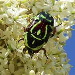 Eupoecila australasiae (Fiddler Beetle) at Splitters Creek, NSW - 29 Nov 2024 by KylieWaldon