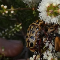 Neorrhina punctatum at Murga, NSW - suppressed