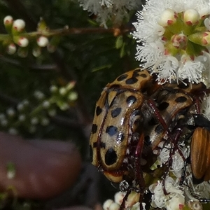 Neorrhina punctatum at Murga, NSW - suppressed