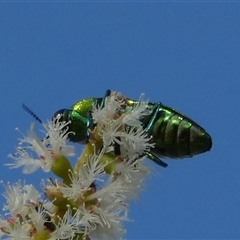 Selagis sp. (genus) (Jewel Beetle) at Murga, NSW by Paul4K