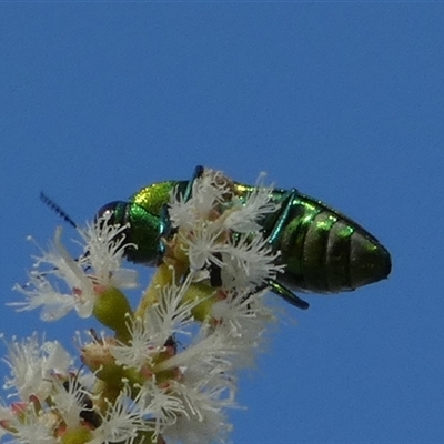 Selagis sp. (genus) (Jewel Beetle) at Murga, NSW by Paul4K