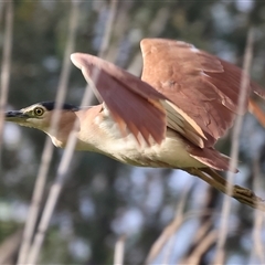 Nycticorax caledonicus (Nankeen Night-Heron) at Splitters Creek, NSW - 29 Nov 2024 by KylieWaldon