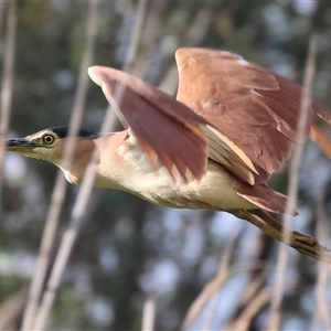 Nycticorax caledonicus at Splitters Creek, NSW - 29 Nov 2024 06:35 AM