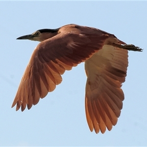 Nycticorax caledonicus at Splitters Creek, NSW - 29 Nov 2024 06:35 AM