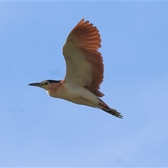 Nycticorax caledonicus at Splitters Creek, NSW - 29 Nov 2024 06:35 AM