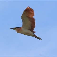 Nycticorax caledonicus at Splitters Creek, NSW - 29 Nov 2024 06:35 AM