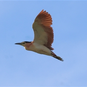 Nycticorax caledonicus at Splitters Creek, NSW - 29 Nov 2024 06:35 AM