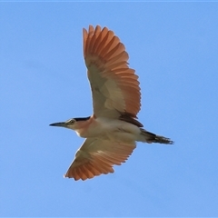 Nycticorax caledonicus at Splitters Creek, NSW - 29 Nov 2024 06:35 AM