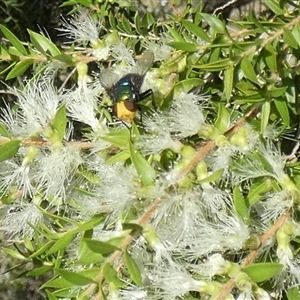 Amenia sp. (genus) at Murga, NSW - suppressed