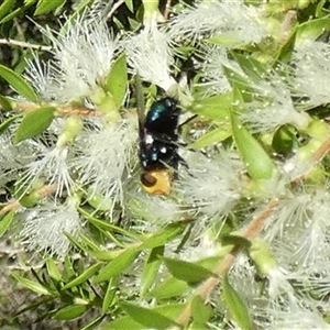 Amenia sp. (genus) at Murga, NSW - suppressed